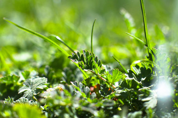 Green plants, grass.