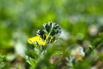 cute dandelion. Colorful bright spring background.