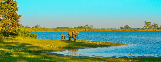 Elephant kids