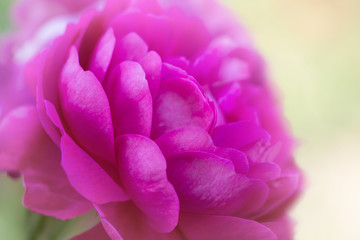 Fototapeta premium Pink rose flower in soft focus close up