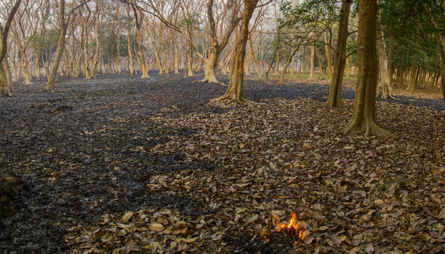 Controlled Fire in Forest