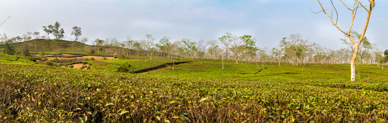 Obraz premium Tea garden