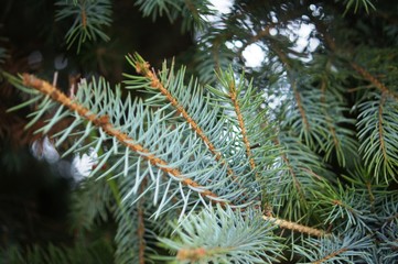 tree, branch, pine, fir, green, nature, spruce, christmas, needle, forest, evergreen, plant, winter, snow, coniferous, conifer, needles, closeup, xmas, blue, twig, season, 