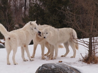 Pack of wolves
