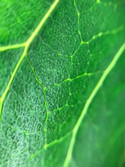 Green pattern up close