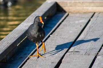 Dusky Moorhen