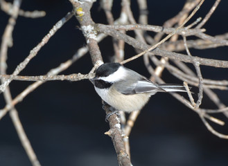 Obraz premium Black Capped Chickadee
