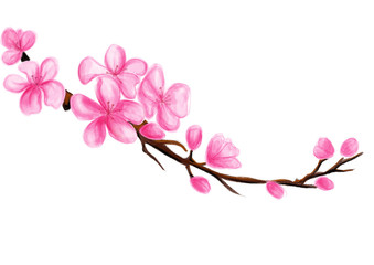 blossom pink flower illustration