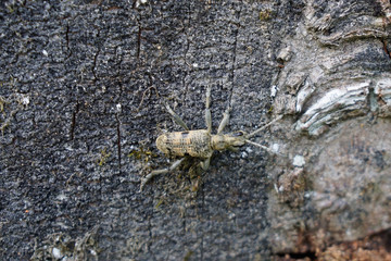 grey longhorn beetle crawling on tree
