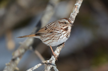 song Sparrow close up