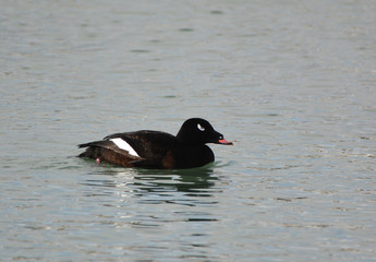 White Winged Scoter