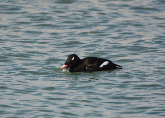 White Winged Scoter