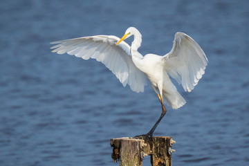 Great egret Ardea alba waterfowl closeup
