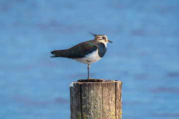 Northern lapwing, Vanellus vanellus, bird perched on a pole