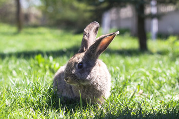Beautiful cute rabbit on a green summer meadow. Hare walking on nature in the grass. Stock photo with domestic fish