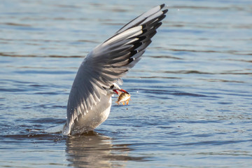 Black-headed gull, Chroicocephalus ridibundus, catching a fish