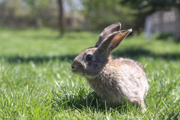 Beautiful cute rabbit on a green summer meadow. Hare walking on nature in the grass. Stock photo with domestic fish