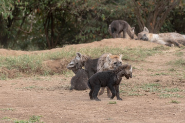 A group of hyena pups playing near their den inside Masai Mara National Reserve during a wildlife safari