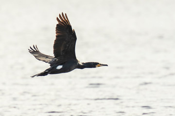 Great Black Cormorant, Phalacrocorax carbo, in flight