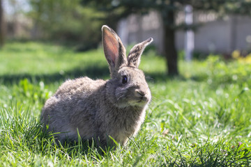 Beautiful cute rabbit on a green summer meadow. Hare walking on nature in the grass. Stock photo with domestic fish