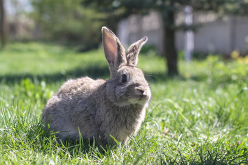 Beautiful cute rabbit on a green summer meadow. Hare walking on nature in the grass. Stock photo with domestic fish