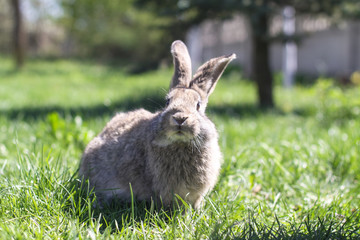 Beautiful cute rabbit on a green summer meadow. Hare walking on nature in the grass. Stock photo with domestic fish