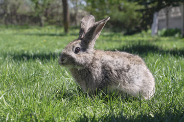 Beautiful cute rabbit on a green summer meadow. Hare walking on nature in the grass. Stock photo with domestic fish