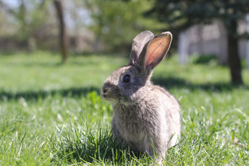 Fototapeta premium Beautiful cute rabbit on a green summer meadow. Hare walking on nature in the grass. Stock photo with domestic fish