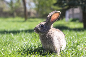 Beautiful cute rabbit on a green summer meadow. Hare walking on nature in the grass. Stock photo with domestic fish