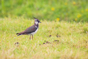 Obraz premium Northern lapwing Vanellus vanellus wading bird foraging in a meadow