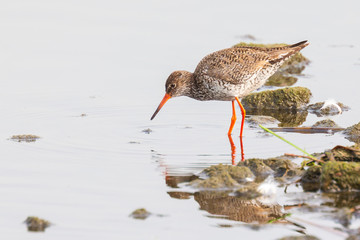 common redshank tringa totanus bird foraging in wetland