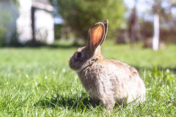 Beautiful cute rabbit on a green summer meadow. Hare walking on nature in the grass. Stock photo with domestic fish