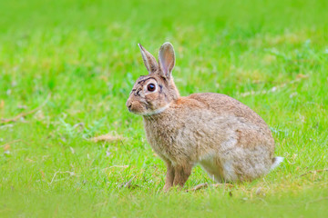Wild European common rabbit (Oryctolagus cuniculus) sitting