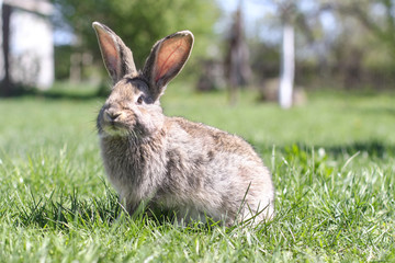 Beautiful cute rabbit on a green summer meadow. Hare walking on nature in the grass. Stock photo with domestic fish