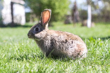 Beautiful cute rabbit on a green summer meadow. Hare walking on nature in the grass. Stock photo with domestic fish