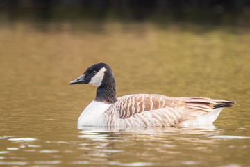 Canadian goose Branta canadensis close up