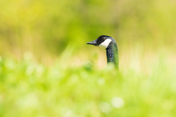 Canadian goose Branta canadensis in a meadow