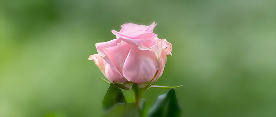 Obraz premium Einzelne Rose vor Grün