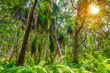 Fototapeta premium Jungle forest Jozani Chwaka Bay National Park, Zanzibar, Tanzania
