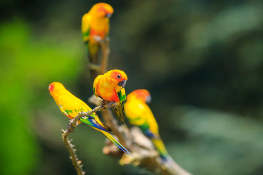 Closeup of sun parakeet or sun conure Aratinga solstitialis, bird.