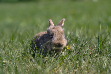 Beautiful cute rabbit on a green summer meadow. Hare walking on nature in the grass. Stock photo with domestic fish