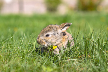 Obraz premium Beautiful cute rabbit on a green summer meadow. Hare walking on nature in the grass. Stock photo with domestic fish
