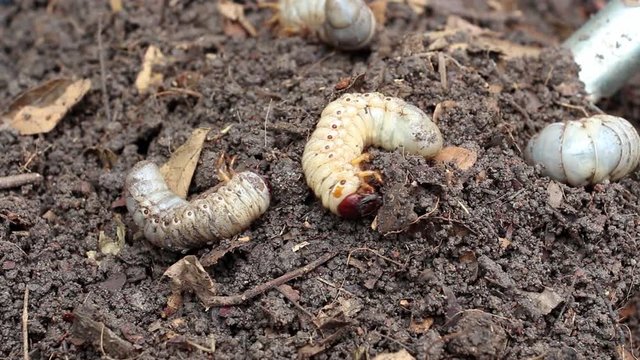 Grub Worms or Rhinoceros Beetle grow in soil on farm which agriculture gardening. Worm insects for eating as food, it is good source of protein edible. Environment and Entomophagy concept.