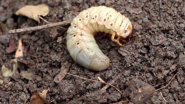 Grub Worms or Rhinoceros Beetle grow in soil on farm which agriculture gardening. Worm insects for eating as food, it is good source of protein edible. Environment and Entomophagy concept.
