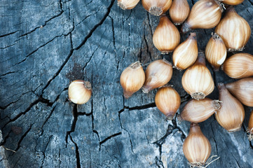 Flower bulbs on wooden background. Bulbs snowdrops. Narcissus. Tulips.