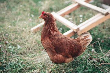 The hen on the grass