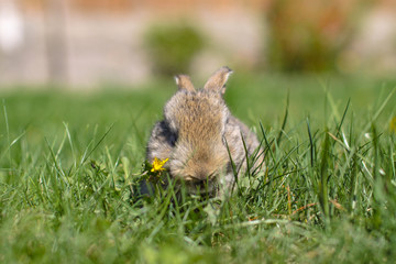 Beautiful cute rabbit on a green summer meadow. Hare walking on nature in the grass. Stock photo with domestic fish