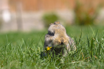 Beautiful cute rabbit on a green summer meadow. Hare walking on nature in the grass. Stock photo with domestic fish