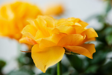 Yellow roses close-up
