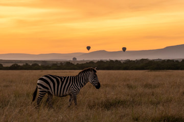 Obraz na płótnie Canvas Zebra herd standing with hot air ballon in the background in the plains of Africa inside Masai Mara National Park during wildlife safari